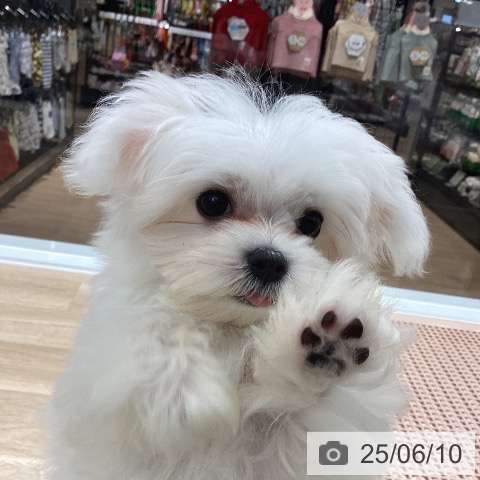 マルチーズの写真