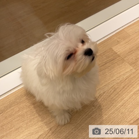 マルチーズの写真