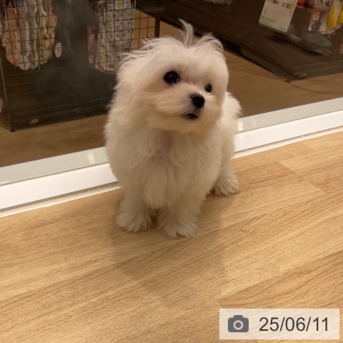 マルチーズの写真