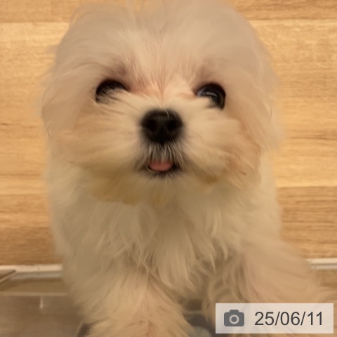 マルチーズの写真