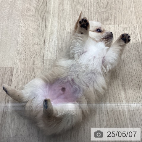 チワワの写真