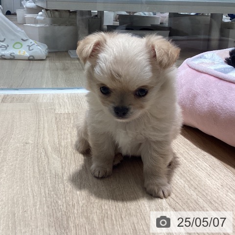 チワワの写真