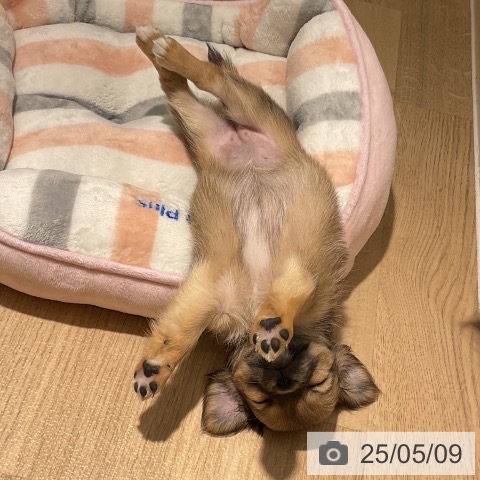 チワワの写真