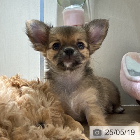 チワワの写真