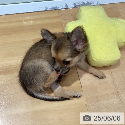 チワワの写真