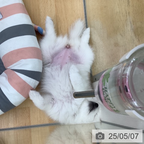 日本スピッツの写真