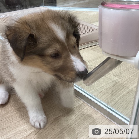 シェットランド・シープドッグの写真