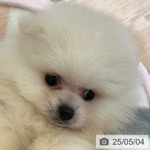ポメラニアンの写真