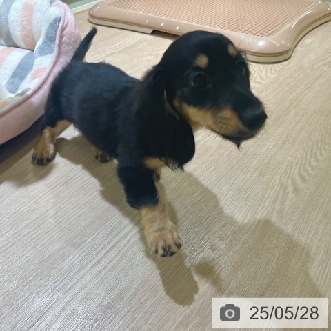 ミニチュア・ダックスフンドの写真