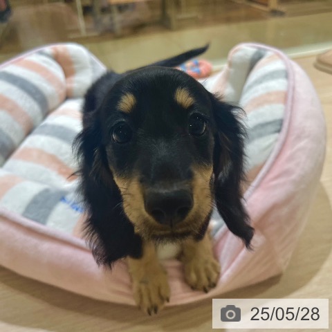 ミニチュア・ダックスフンドの写真