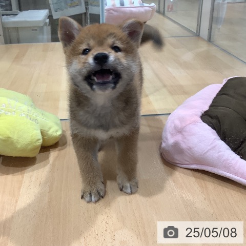柴の写真