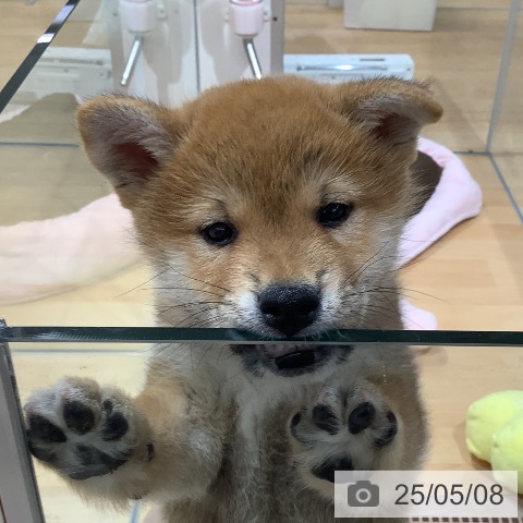 柴の写真