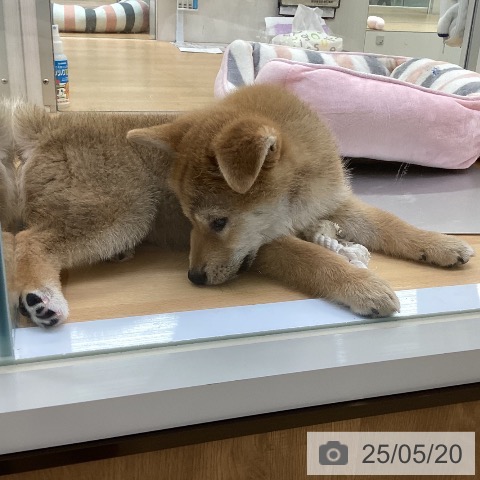 柴の写真