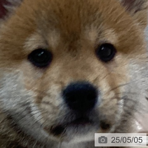 柴の写真