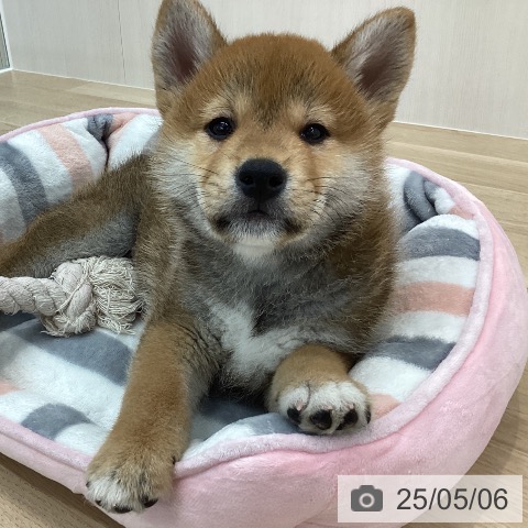 柴の写真