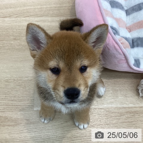 柴の写真