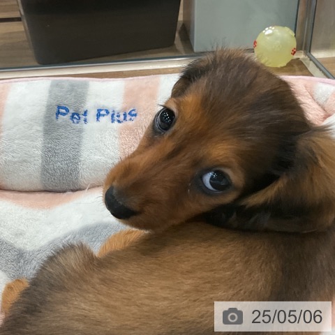 カニーンヘン・ダックスフンドの写真