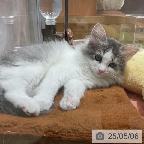 ノルウェージャンフォレストキャットの写真