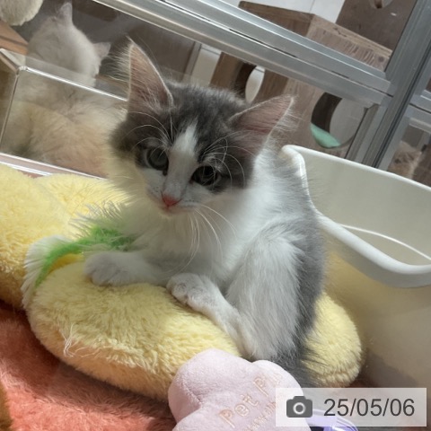 ノルウェージャンフォレストキャットの写真