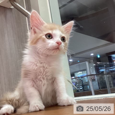ノルウェージャンフォレストキャットの写真