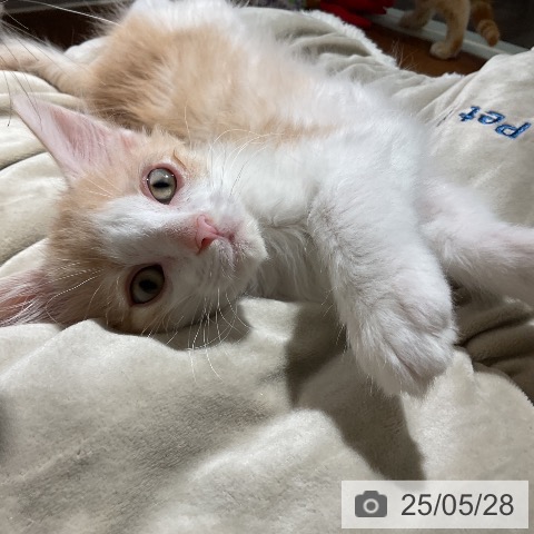 ノルウェージャンフォレストキャットの写真