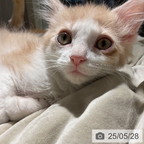 ノルウェージャンフォレストキャットの写真