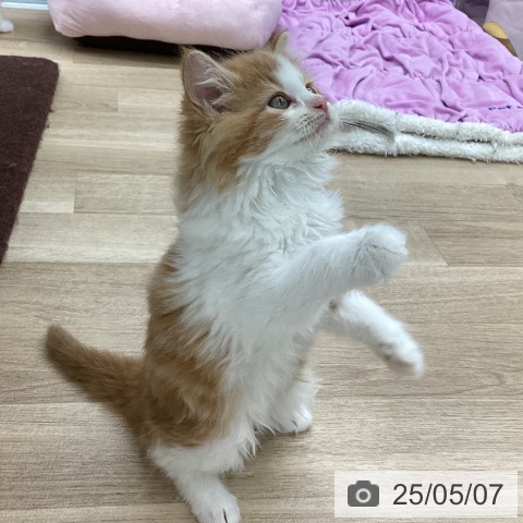 サイベリアンの写真