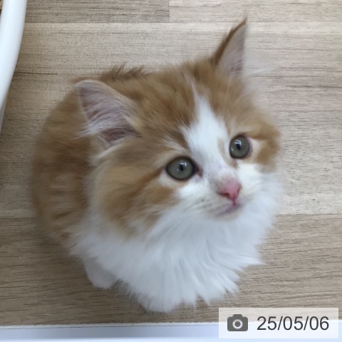 サイベリアンの写真