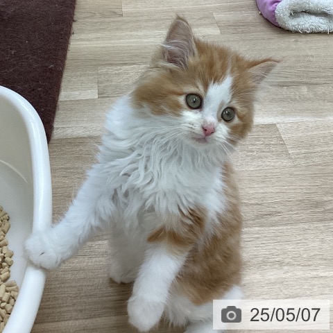 サイベリアンの写真