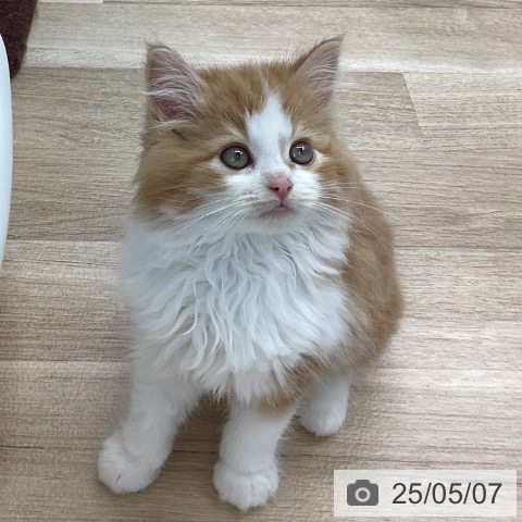 サイベリアンの写真