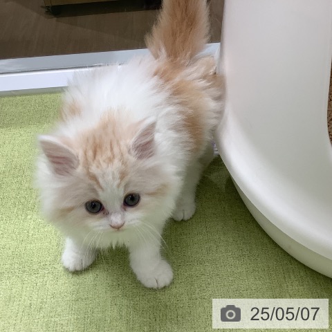スコティッシュフォールドの写真