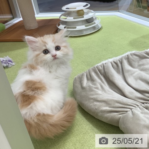 スコティッシュフォールドの写真