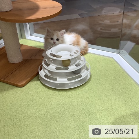 スコティッシュフォールドの写真