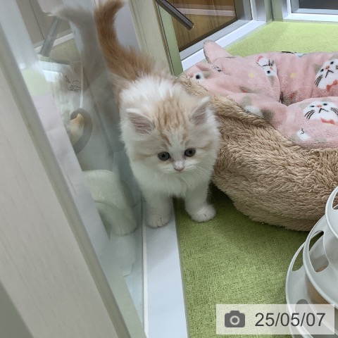 スコティッシュフォールドの写真