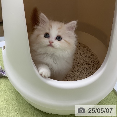 スコティッシュフォールドの写真