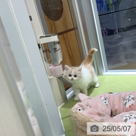 スコティッシュフォールドの写真