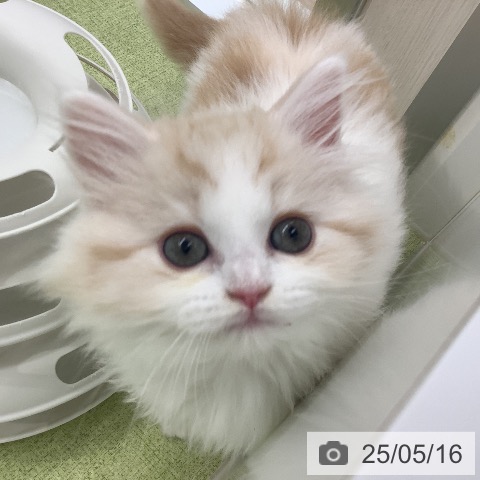 スコティッシュフォールドの写真