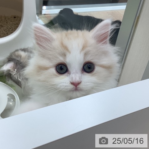 スコティッシュフォールドの写真