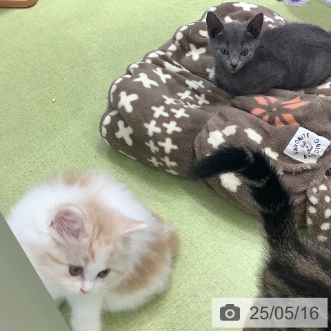 スコティッシュフォールドの写真