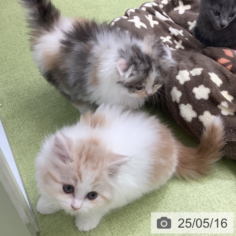 スコティッシュフォールドの写真