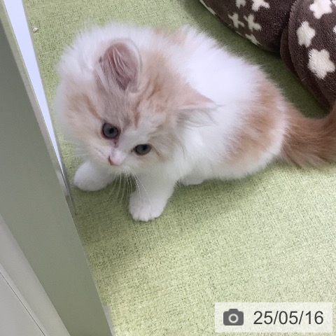 スコティッシュフォールドの写真