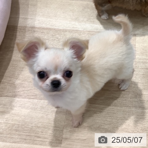 チワワの写真