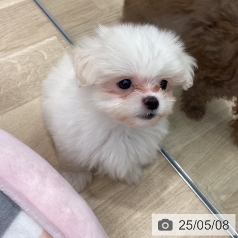 マルチーズの写真