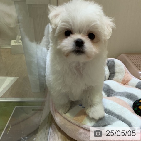 マルチーズの写真