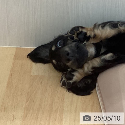 ミニチュア・ダックスフンドの写真