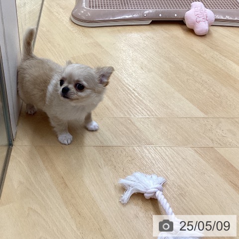 チワワの写真