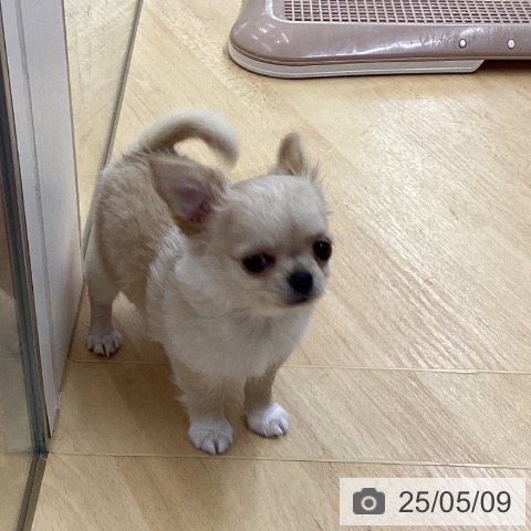 チワワの写真