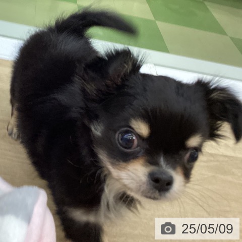 チワワの写真