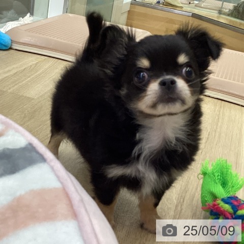 チワワの写真