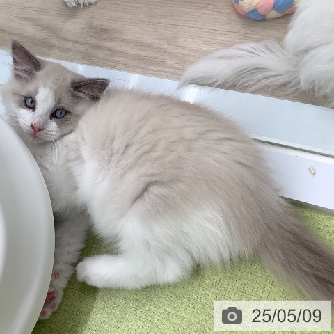 ラグドールの写真